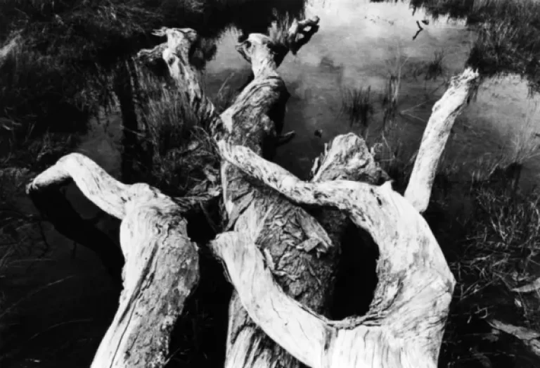 Agent Orange in the Vietnam War 1 - AN Tours Vietnam