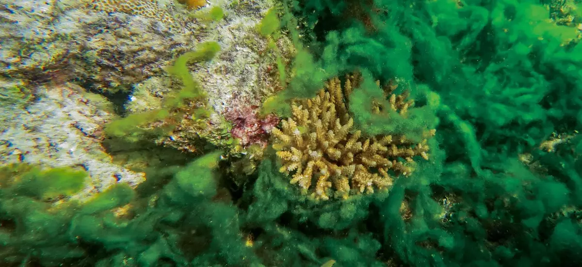 Impact on Coral Reefs by Algae Overgrowth