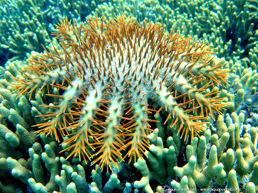 Proliferation of Crown-of-Thorns Starfish