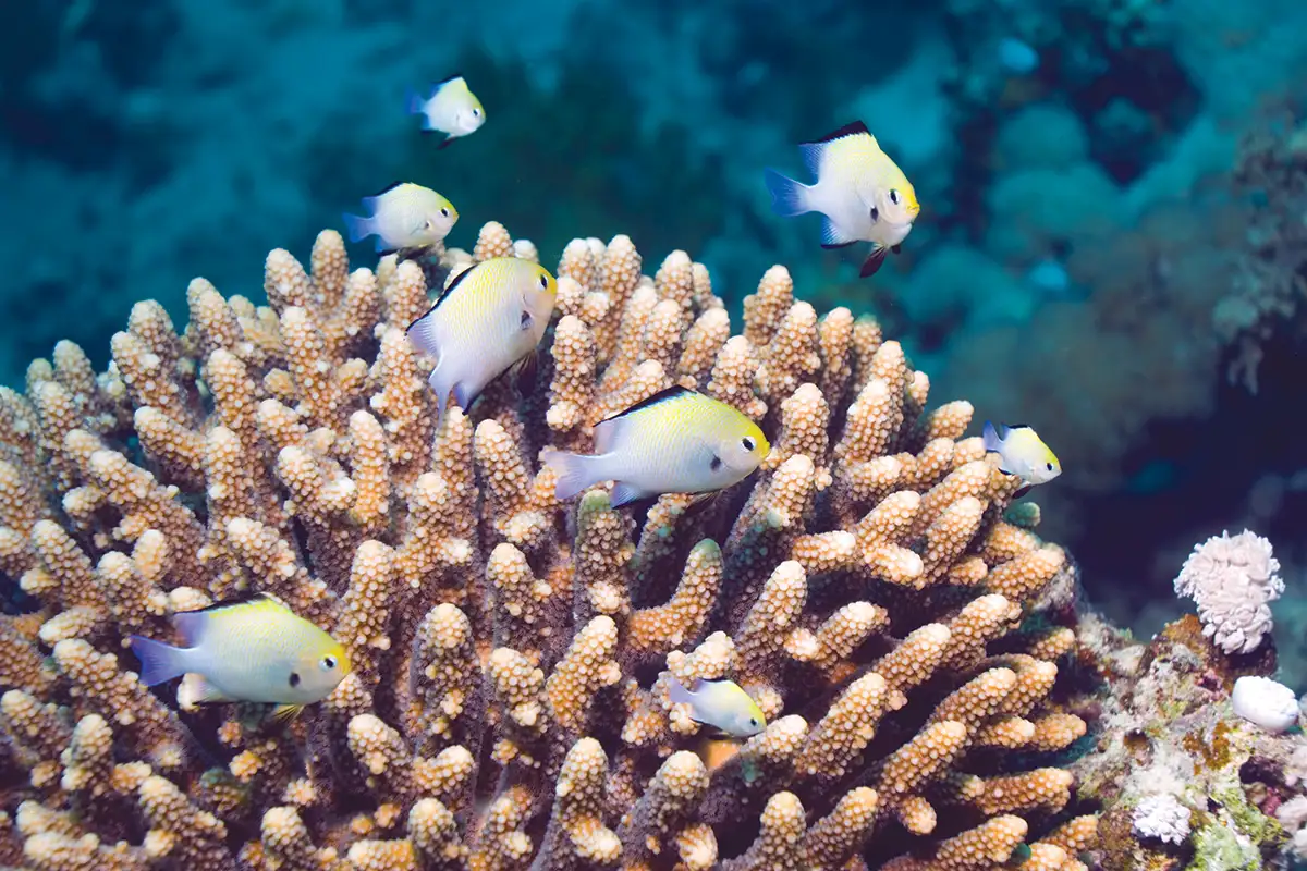 Risk to Nesting Fish