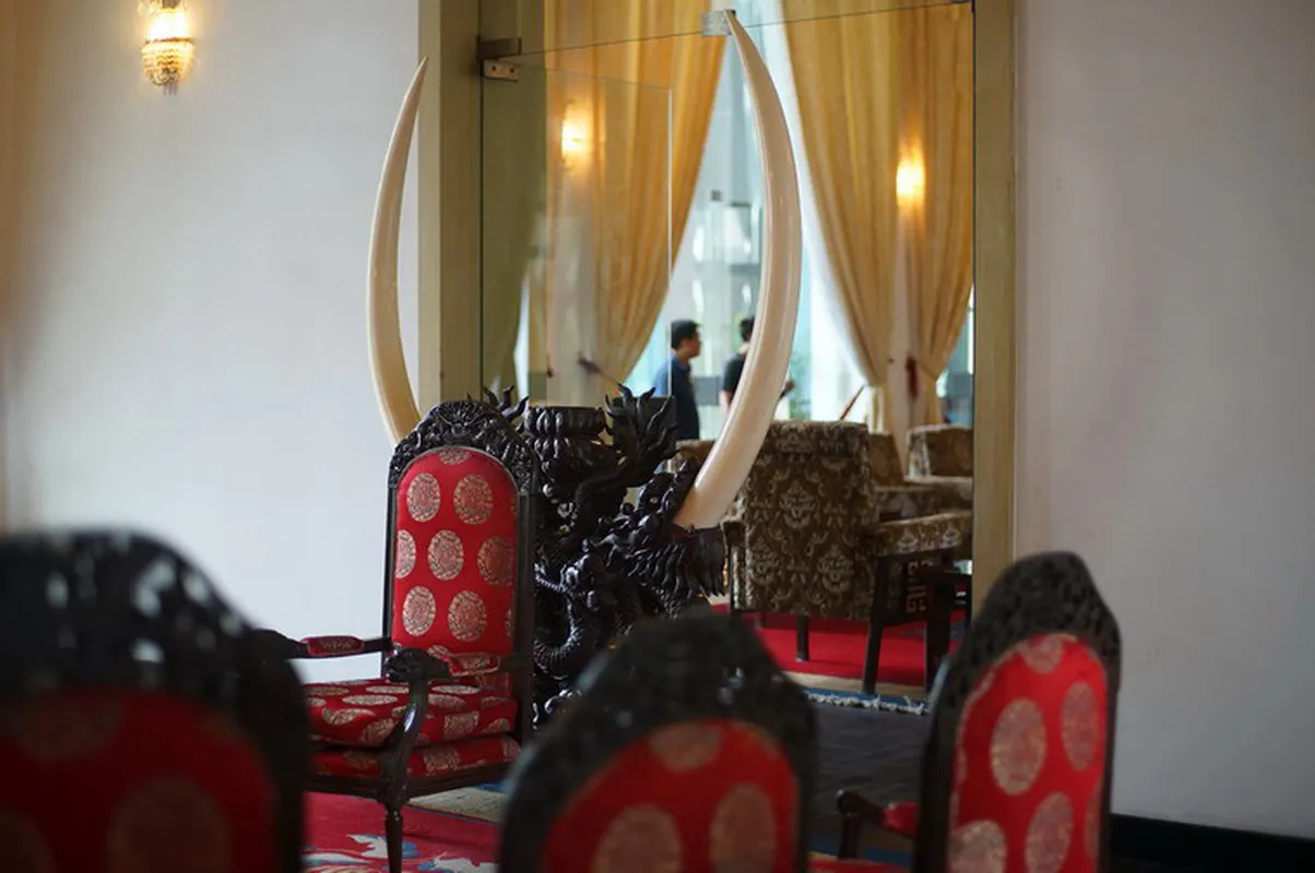 One of the biggest elephant tusk in Vietnam