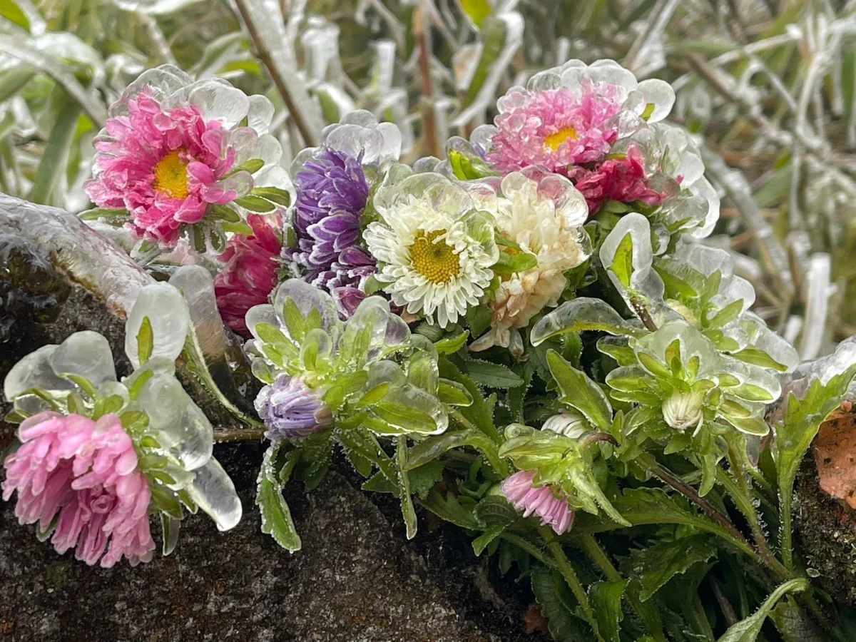 Frozen flowers in Phia Oac - Phia Den National Park