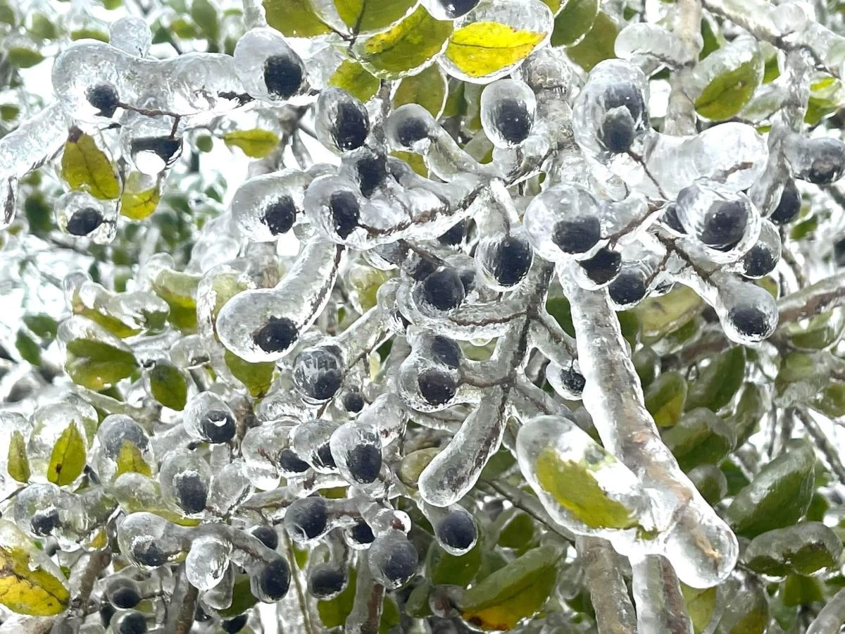 Frozen fruits in Phia Oac - Phia Den National Park