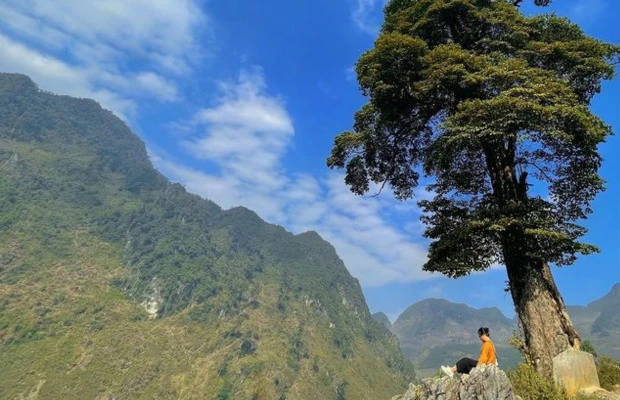 Lonely Tree Ha Giang