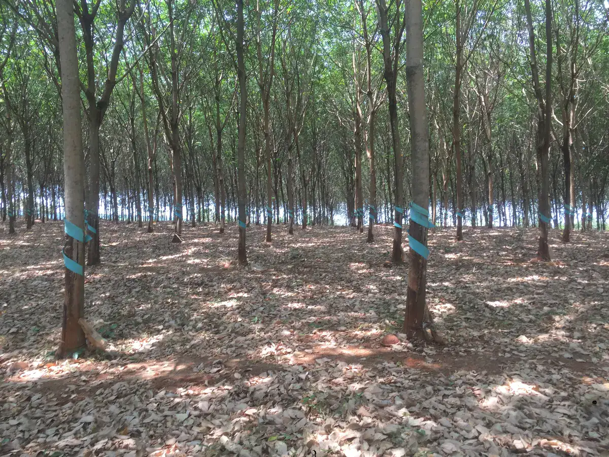 Rubber plantation similar to the area 11 Platoon used to be