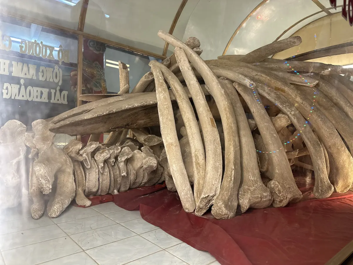 18-meter-long whale skeleton at Thang Tam Temple - Vung Tau