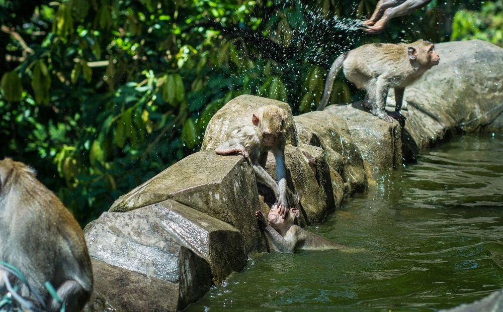 It is best to visit Viba Monkey Pagoda during daytime with cool weather to see many monkeys