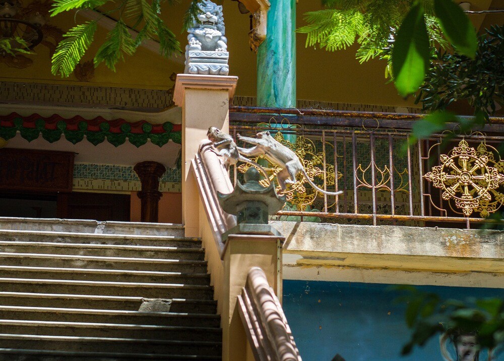 Monkeys are having their fun at Tam Bao Pagoda