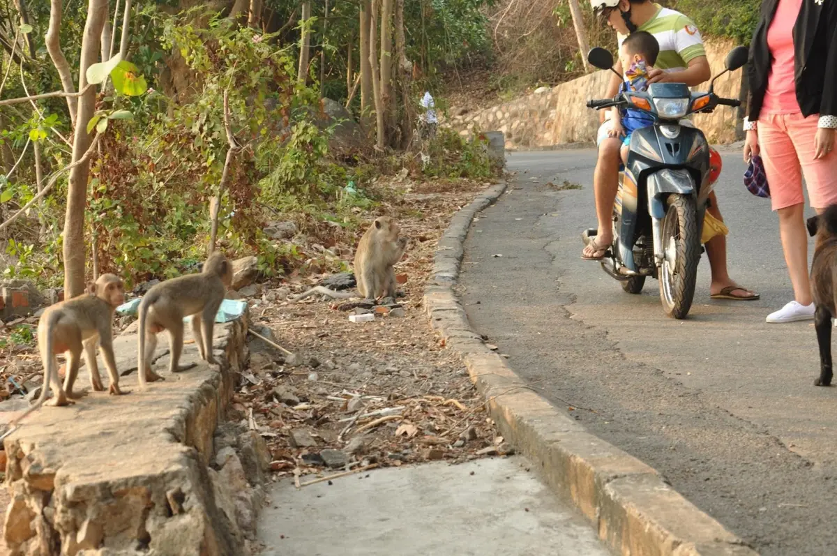 Monkeys waiting to be fed by passengers at the Monkey Pagoda Vung Tau